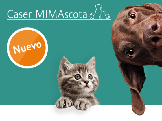 Caser seguro mascota